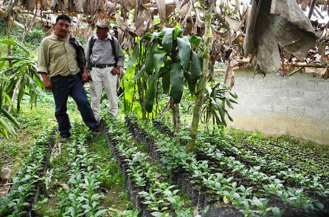 Manos Campesinas is supporting Apecaform with community-based nurseries, allowing farmers to experiment with locally available rust-resistant varietals.
