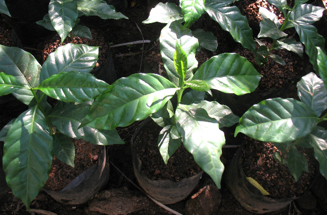 More than half of Chajulense members coffee fields have been lost to roya and will undergo complete renovation.