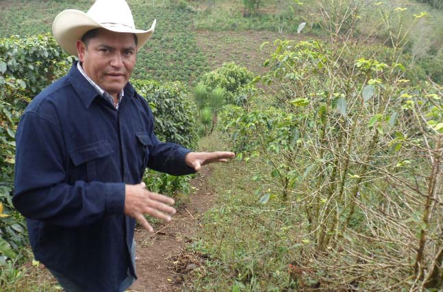 Neighboring fields without intensive organic treatment suffer from the roya epidemic affecting most of Central America.