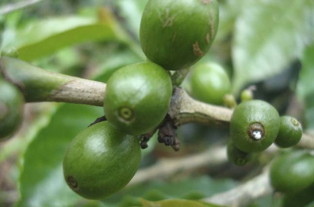 But despite recent challenges, award-winning quality has been a consistent trademark of Fondo Paez coffee.