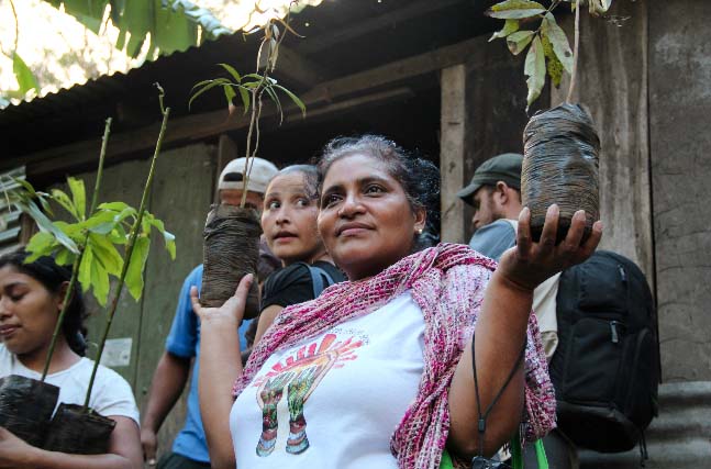 FEM General Director Juanita Villareyna heads towards the fields with coffee seedlings for replanting.