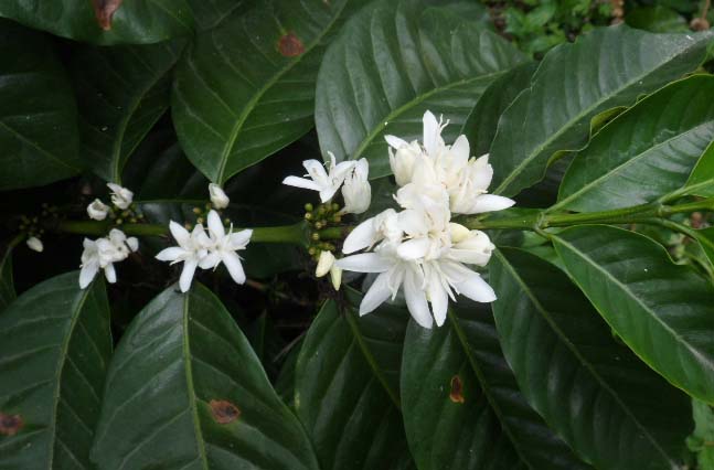 Outside the town of Coyona, coffee is flowering in preparation for a new harvest cycle.