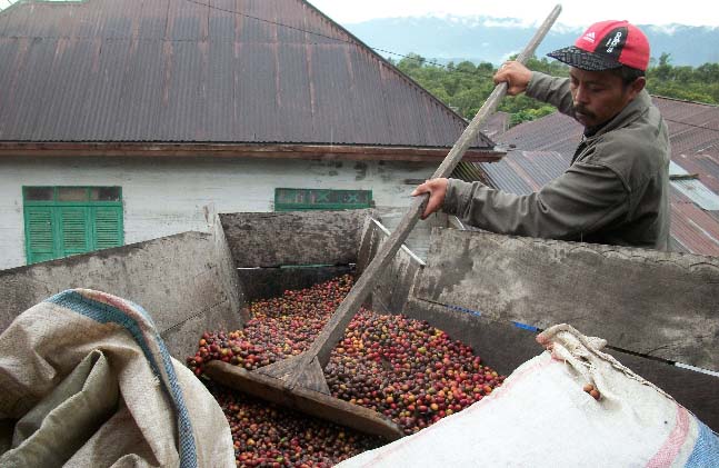 Village collectors from Permata Gayo help bring the ripe cherries together and quickly transported to the regional wet-processing plant.