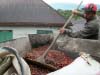 Village collectors from Permata Gayo help bring the ripe cherries together and quickly transported to the regional wet-processing plant.