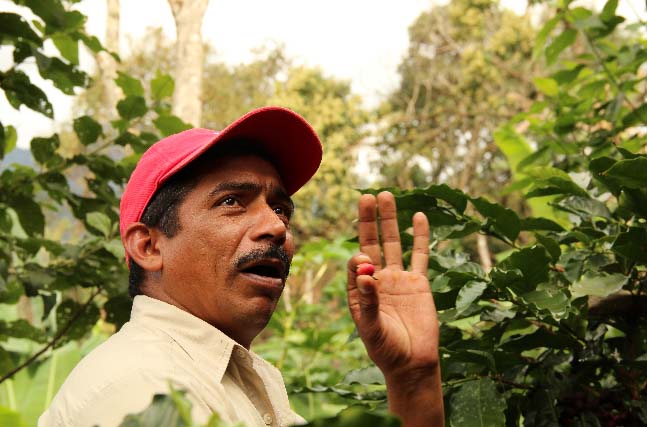 PROCOCER technical advisor Ramon Espinoza explains the importance of strict controls during the harvest season.