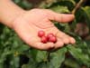 Selecting only the ripest cherries results in the consistent and high quality coffee in the cup - which has become a standard for PROCOCER producers.