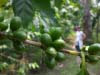 Green cherries on the tree are the hopeful sign that an abundant crop is on the horizon; some 10 million small-scale farmers depend on coffee as their primary source of income.
