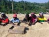 Fero Coop members in Sidama Coffee Union undertake the labour-intensive work of hand-sorting and sun-drying their coffee, in order to assure best possible quality.