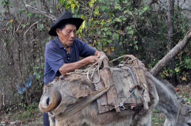 Rio Azul members live within an hours walk to the wet mill, delivered on horseback or hauled on the producer\'s shoulder.