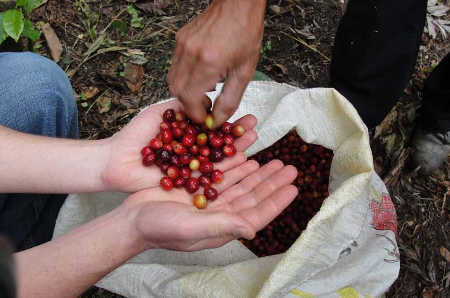 Only the ripest of red cherries are brought in for collective wet processing at  Rio Azul.